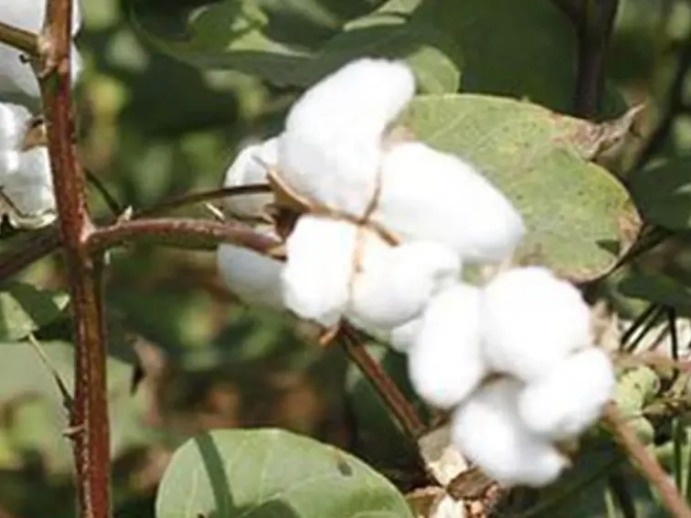 Consumer Resistance to Biotechnology Crops
