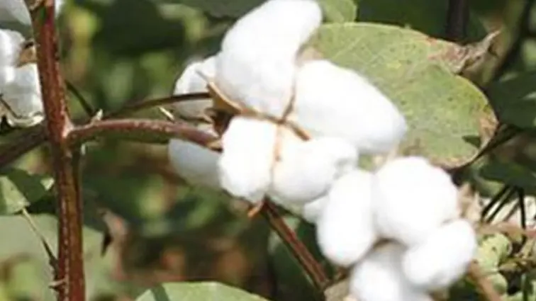 The Hindu Business Line coverage titled ‘Consumer Resistance to Biotechnology Crops’, examining public concerns and acceptance of biotechnology in food crops.
