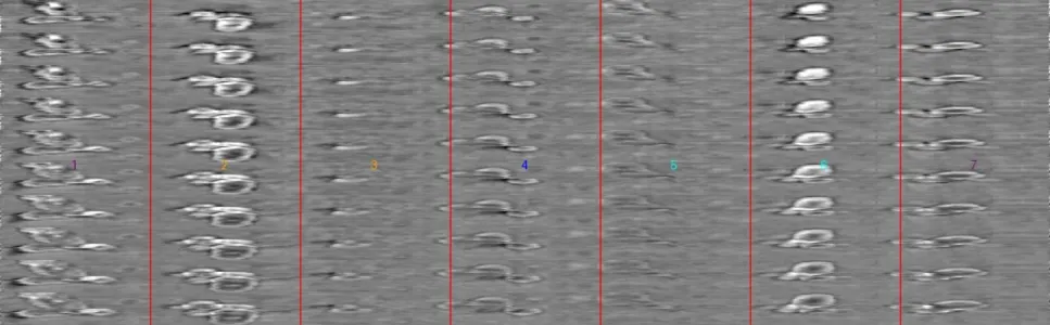 Figure 1: A visualization of the preprocessed image scans for a set of seven roots sewn together. The roots are shown by depth, and each number denotes a distinct root separated by the red margins.